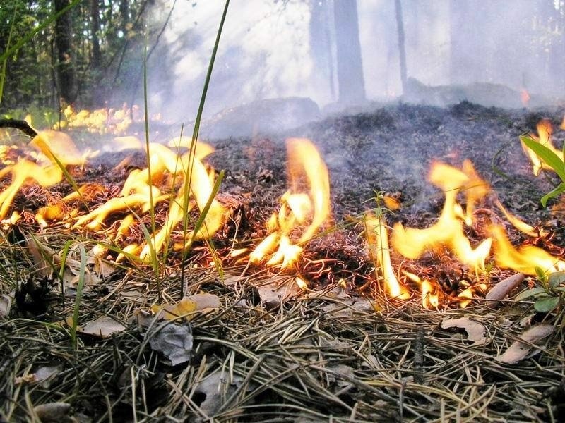 Предупреждение по чрезвычайной пожароопасности 5 класса на территории Краснодарского края.