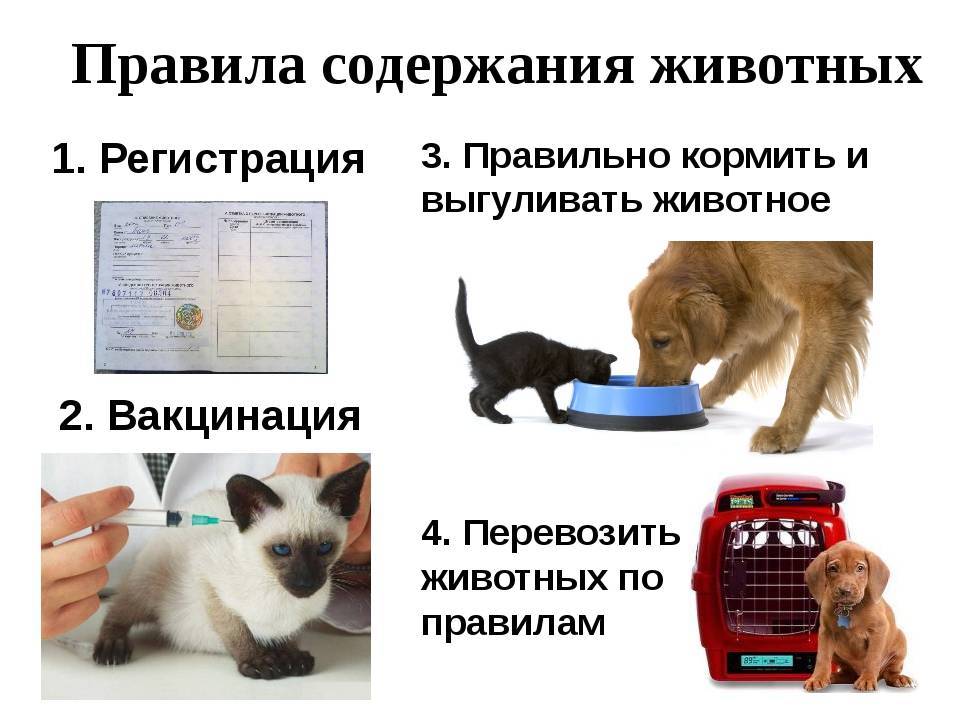 Памятка для владельцев домашних животных в Краснодарском крае