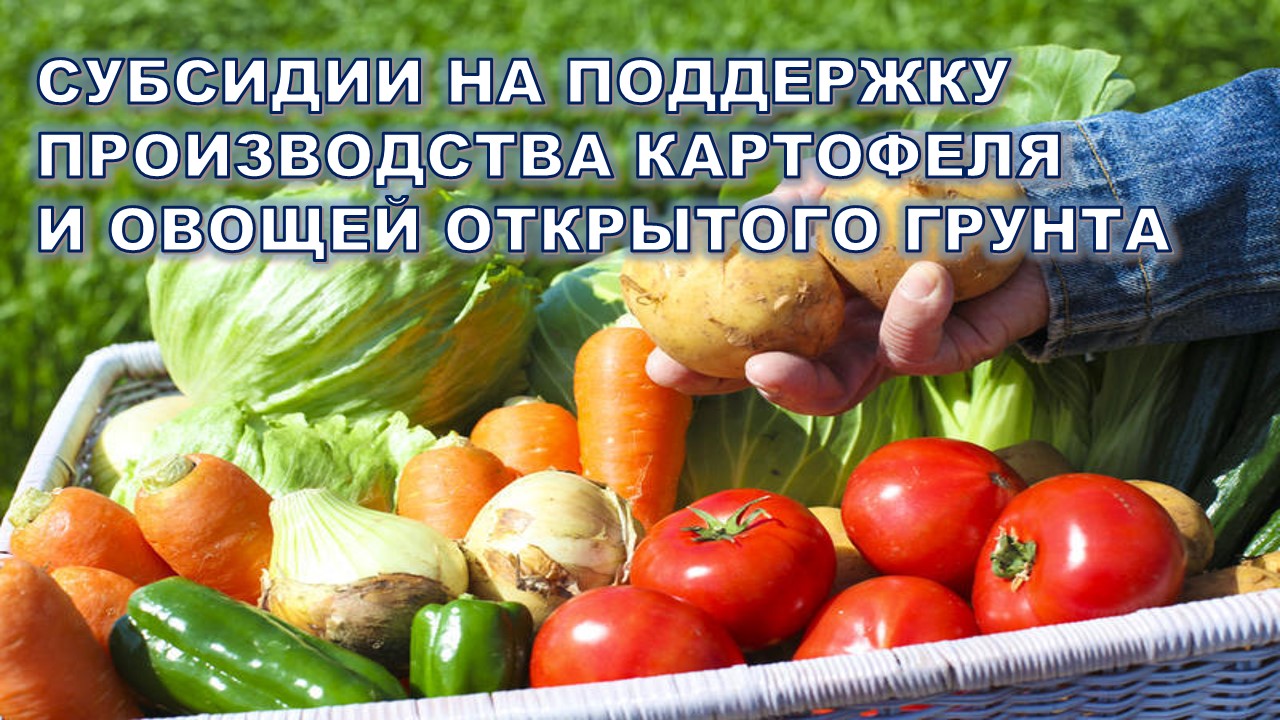 Субсидии ЛПХ (самозанятым) на поддержку производства картофеля и овощей открытого грунта