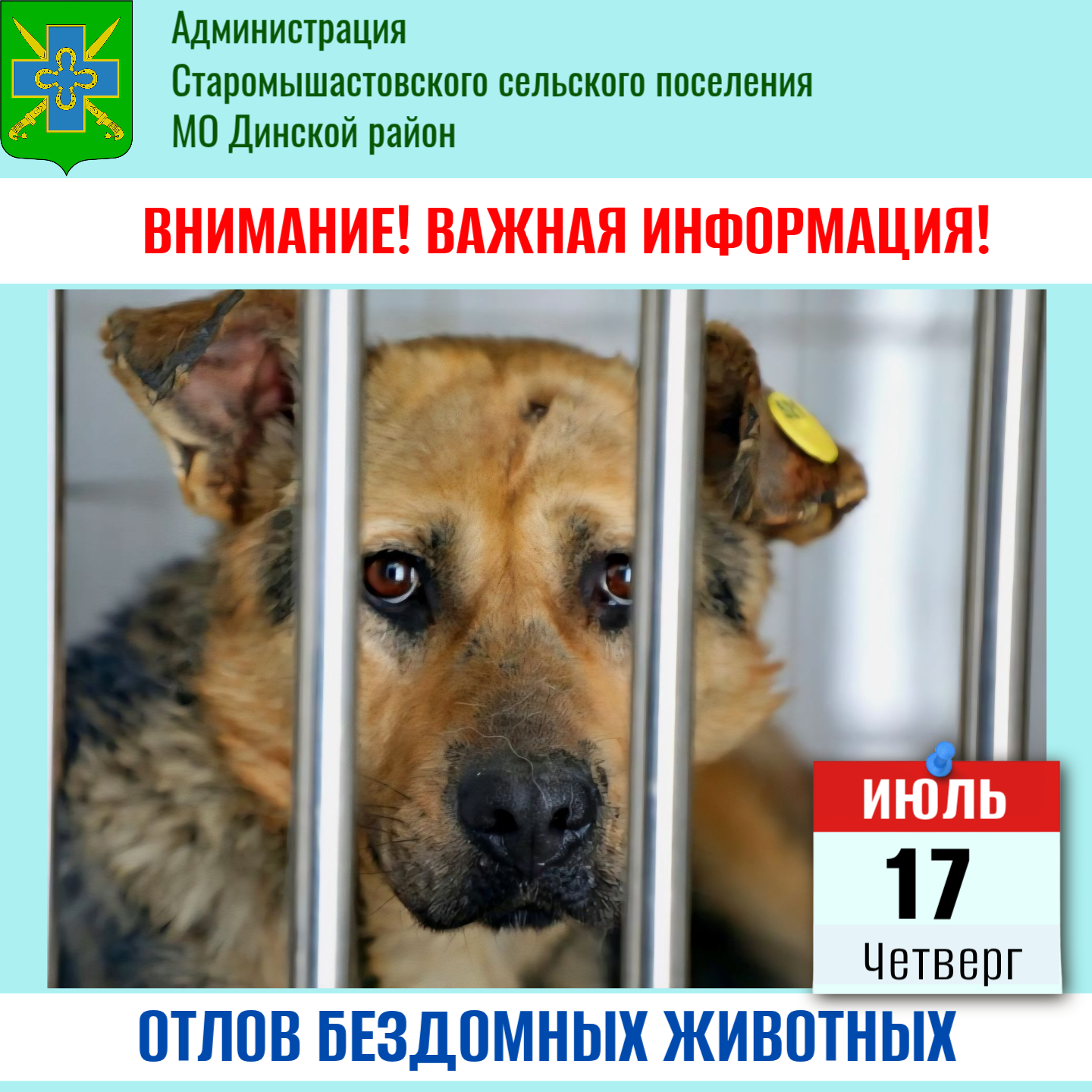 Отлов бездомных собак