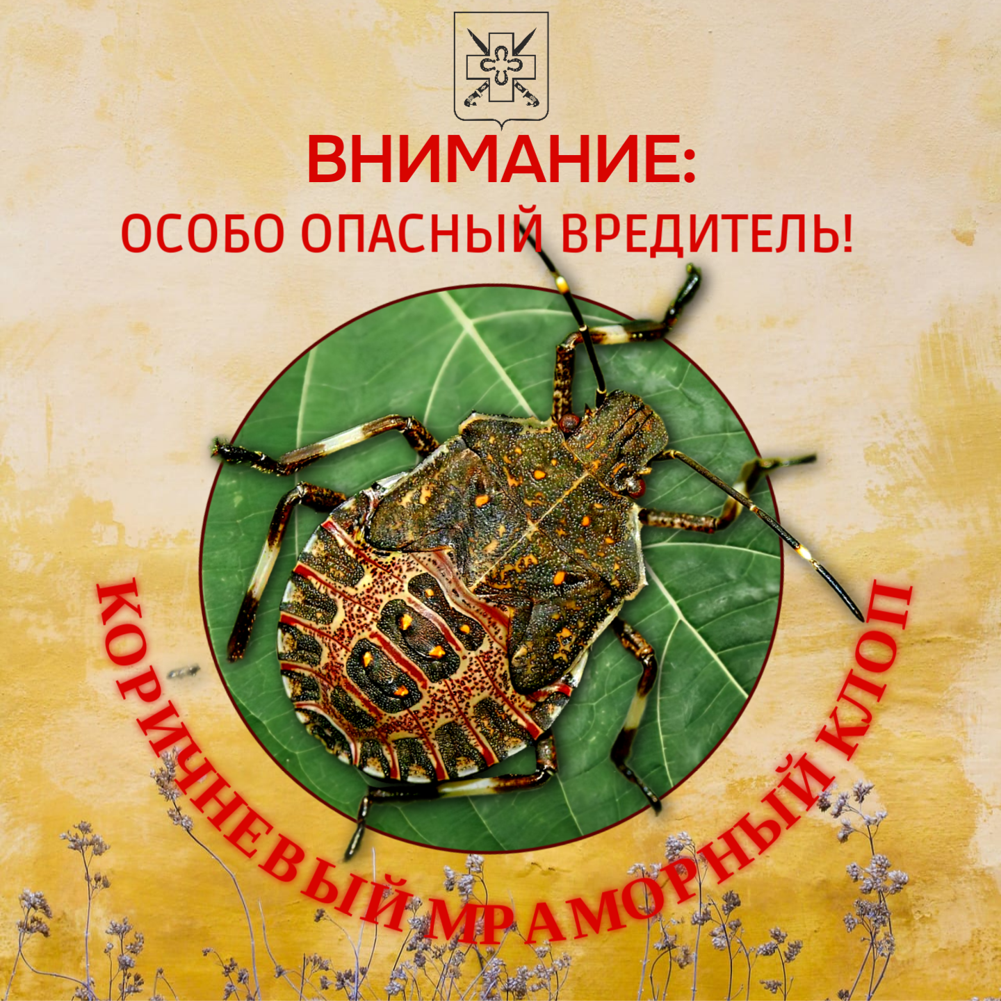 ВНИМАНИЕ! ОСОБО ОПАСНЫЙ ВРЕДИТЕЛЬ! КОРИЧНЕВО-МРАМОРНЫЙ КЛОП!