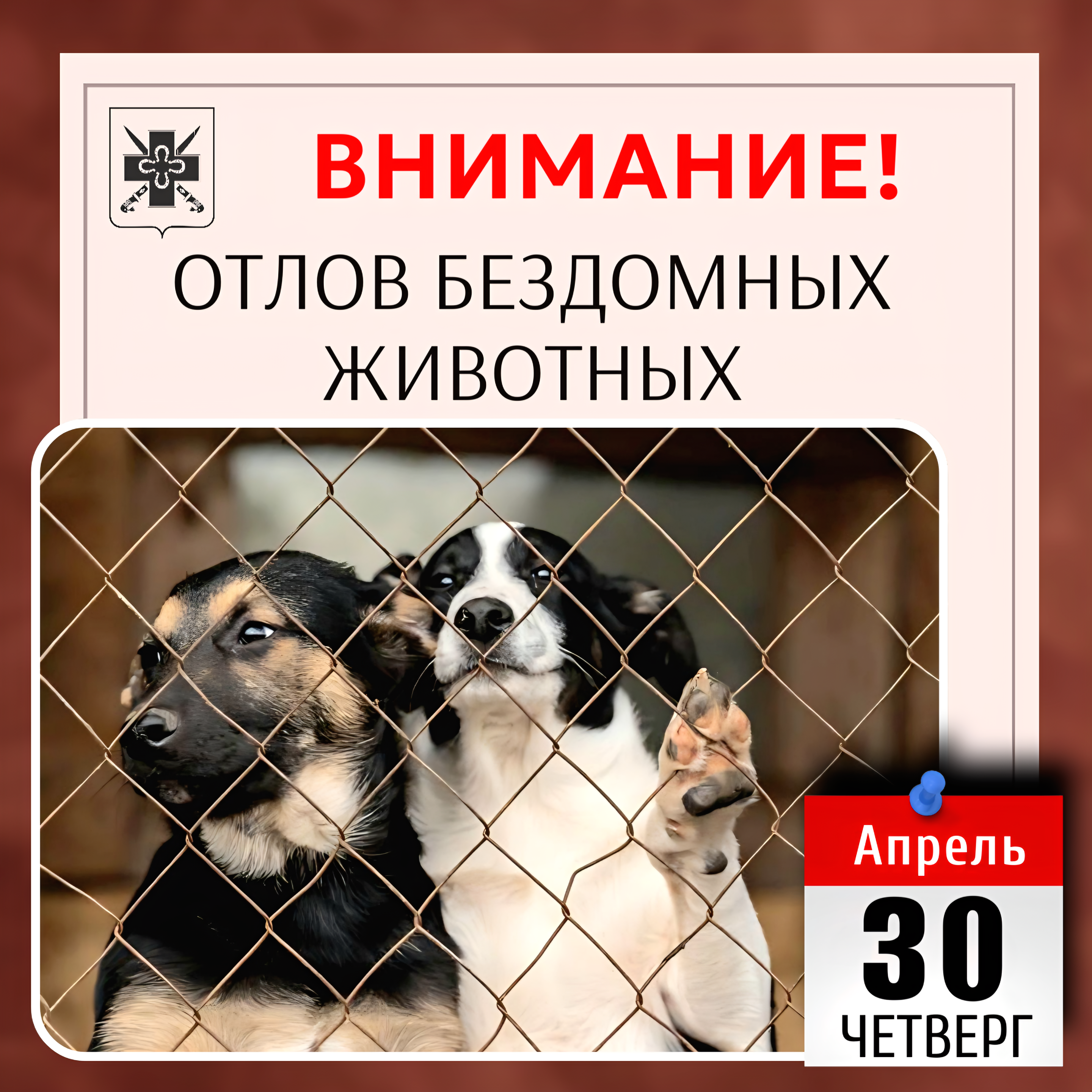 Внимание: 30 апреля 2026 года отлов безнадзорных животных
