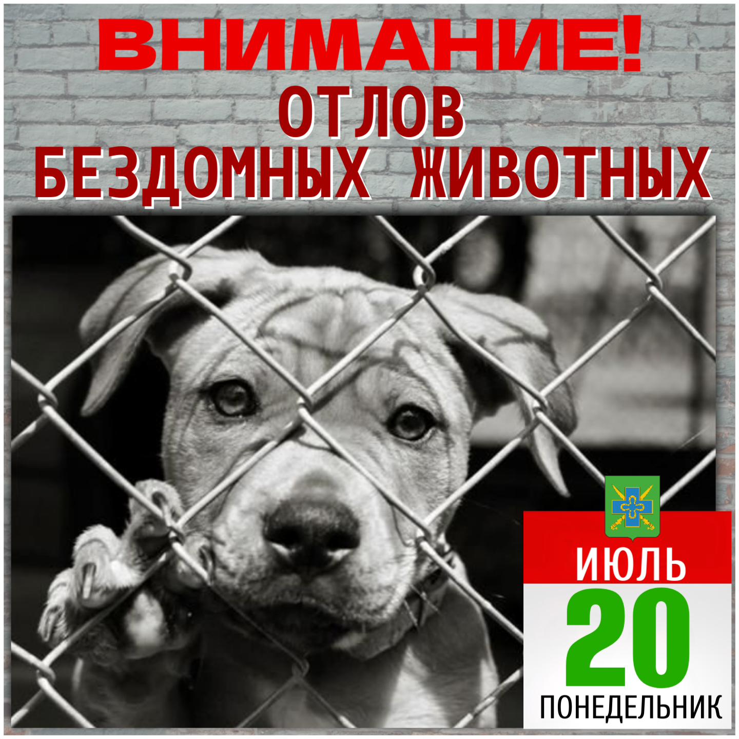 20 июля 2026 года в Старомышастовском сельском поселении будет организован отлов бездомных собак