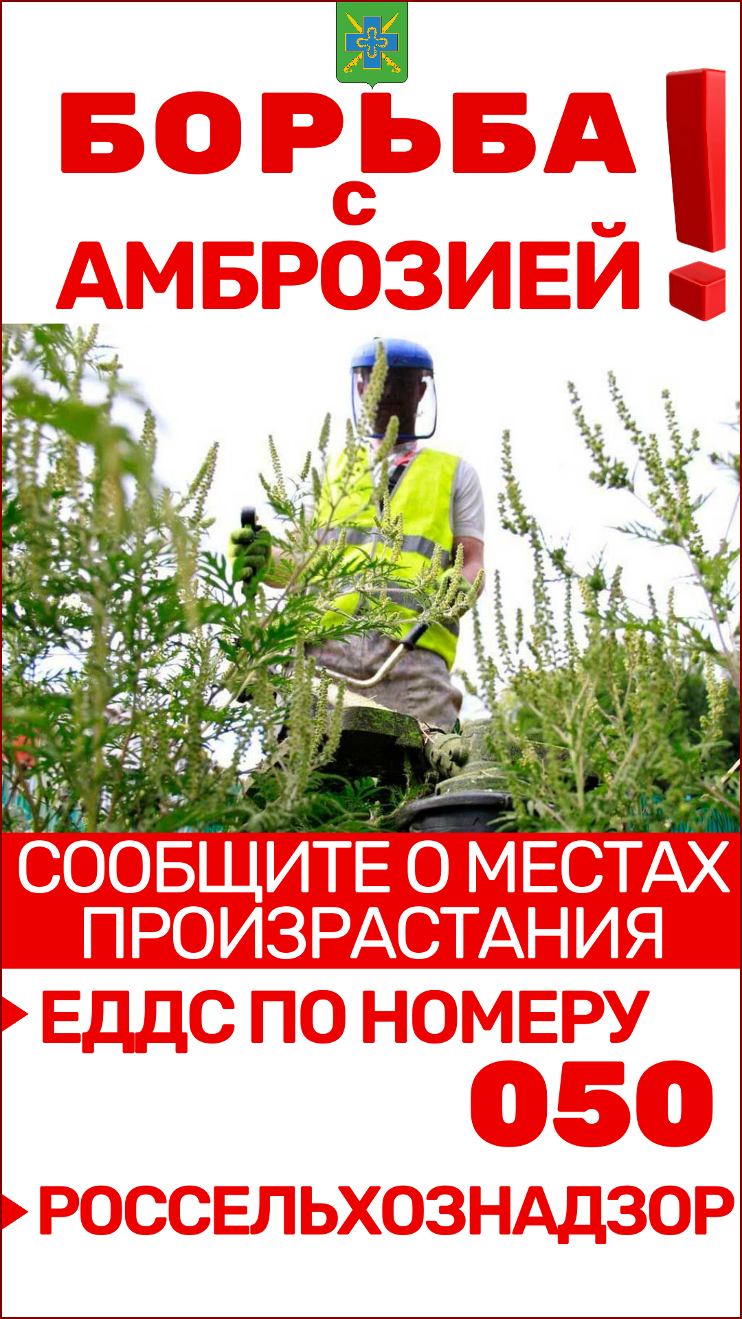 Амброзия - угроза для здоровья и сельского хозяйства