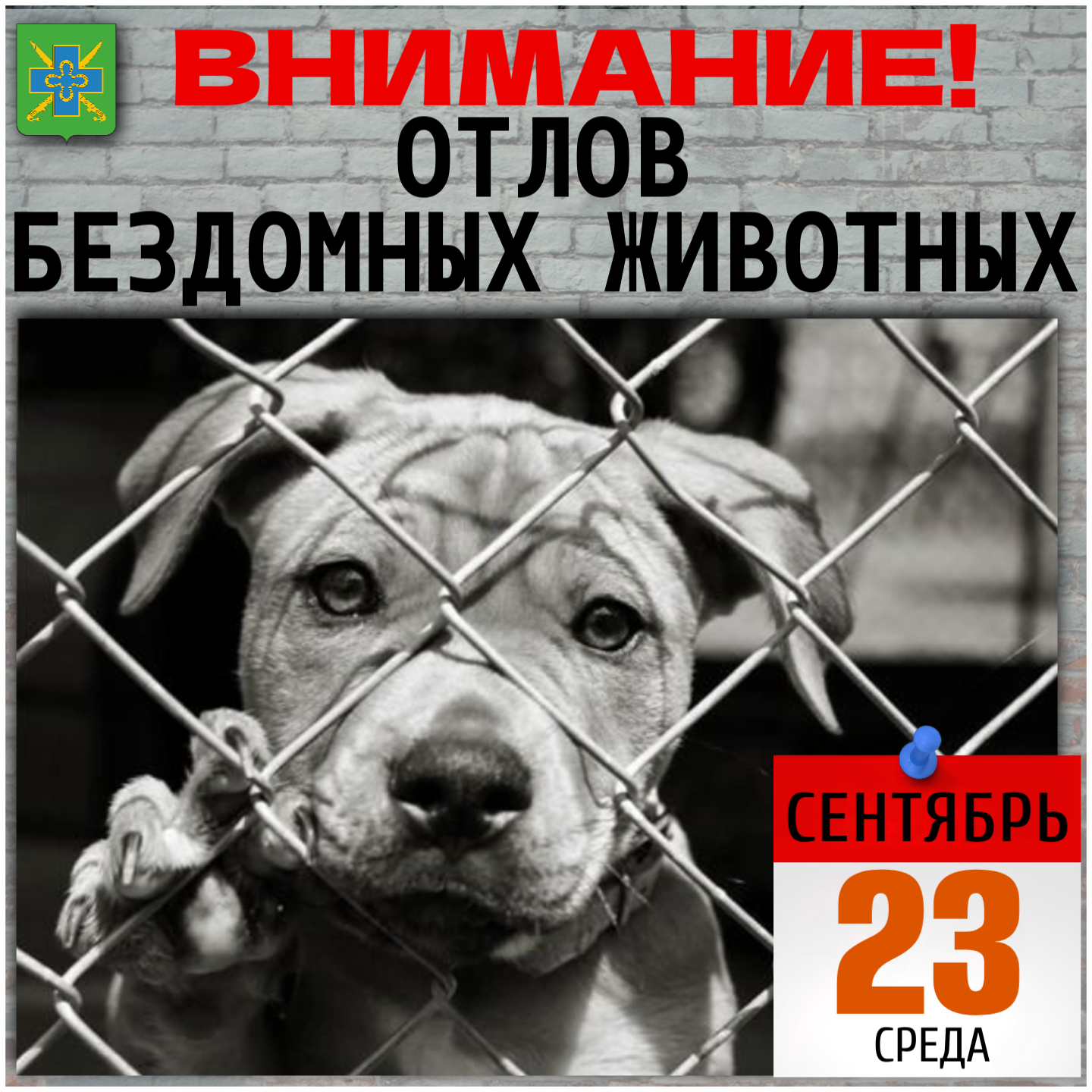 Внимание: отлов безнадзорных животных!