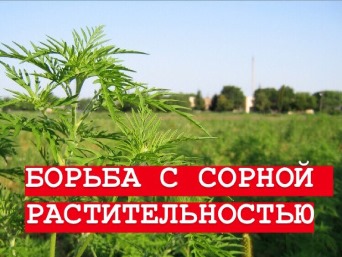 Уважаемые жители Старомышастовского сельского поселения! На территории поселения объявлена борьба с сорной растительностью.