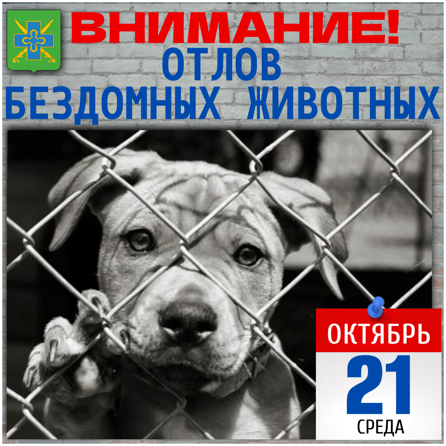 Внимание: отлов безнадзорных животных!