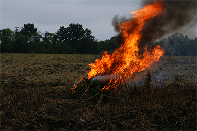 Уничтожено более 300 кустов дикорастущей конопли