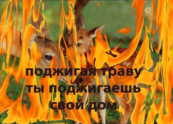 Разведение костров и складирование легко горючего мусора на территории Старомышастовского сельского поселения строго запрещено.